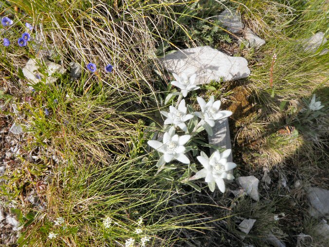Aiguille de la Vanoise (96).jpg - Encore de superbes Edelweiss